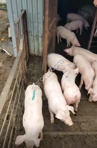 Поросята, Свиньи (с Комплекса)