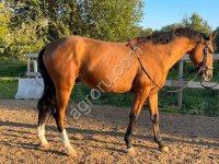 Мерин 2021 г.р. в спорт