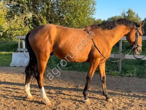 Мерин 2021 г.р. в спорт