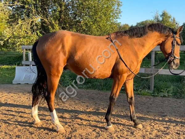 Мерин 2021 г.р. в спорт