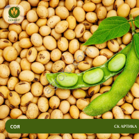 Семена сои СК Артика