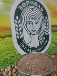 Семена чечевицы