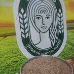 Семена чечевицы