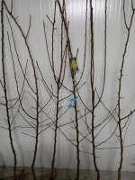 Саженцы груши производства Сербии