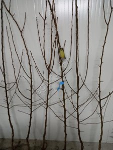 Саженцы груши производства Сербии