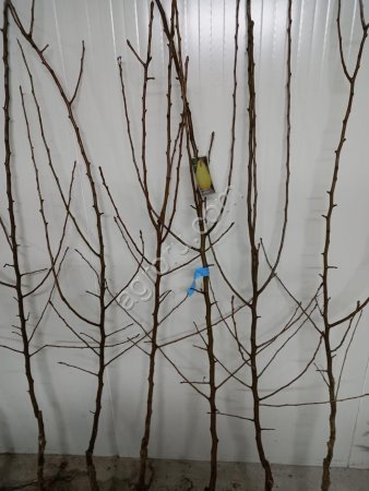 Саженцы груши производства Сербии