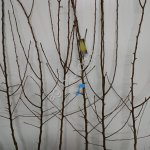 Саженцы груши производства Сербии