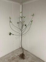 Саженцы яблони производства Сербия