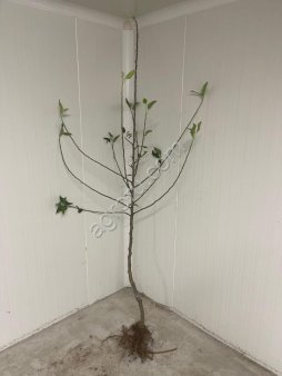 Саженцы яблони производства Сербия