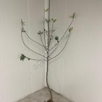 Саженцы яблони производства Сербия