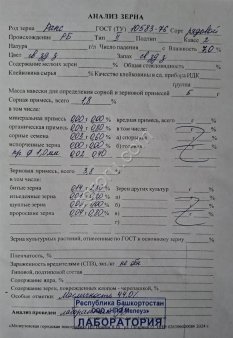 Рапс