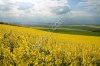 Сдам в аренду землю