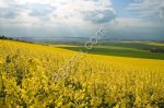 Сдам в аренду землю