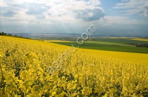 Сдам в аренду землю