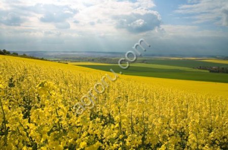 Сдам в аренду землю