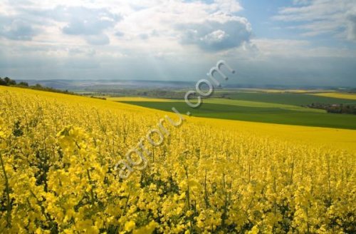 Сдам в аренду землю