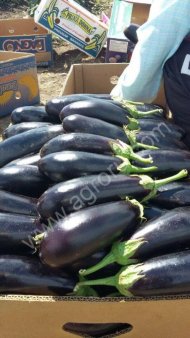 Баклажаны оптом от производителя (с поля)