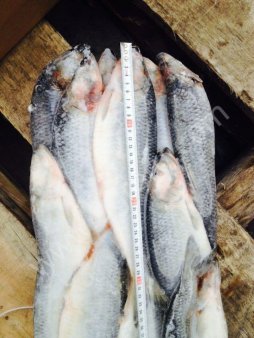 Сельдь олюторская 400+ 500+ 3L