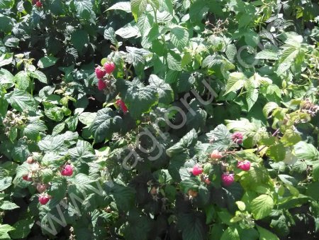 МАЛИНА РЕМОНТАНТНАЯ