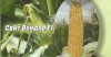 <strong>Семена</strong> сладкой кукурузы Свит Вондер F1 Agri Saaten GmbH