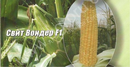Семена сладкой кукурузы Свит Вондер F1 Agri Saaten GmbH