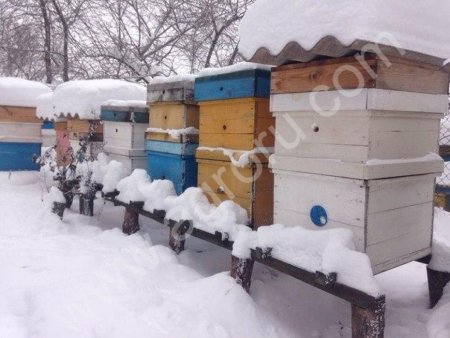 Пчелосемьи, пчелопакеты