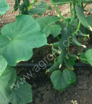 Огурцы свежие опт от производителя