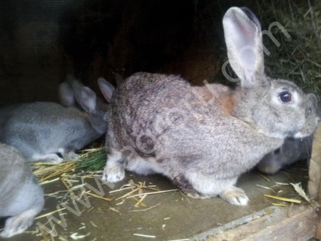 Кроликов на мясо и Разведение