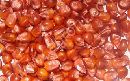 Протравливание (обработка) семян