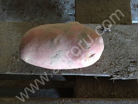 красные белые сорта