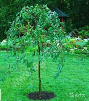 Рябина плакучая