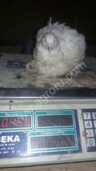 Яйцо инкубационное перепелки