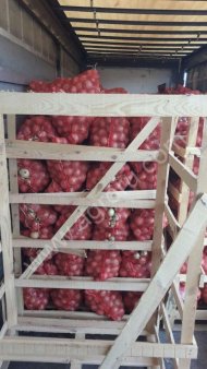 Лук урожай 2017