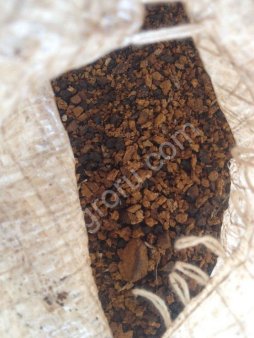 Чага березовая (Inonotus obliquus)