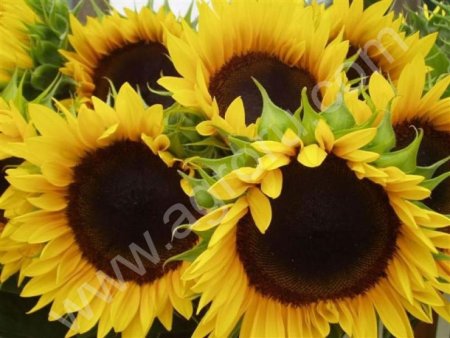 масличный подсолнечник