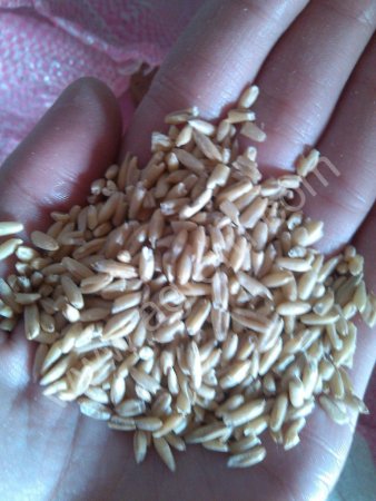 комбикорма всех видов.