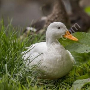 кровь утиная