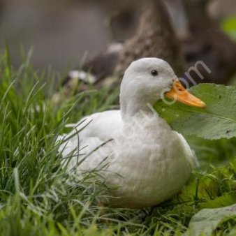 кровь утиная