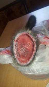 Панты оленя