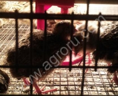 птенцов перепелов, порода Фараон.