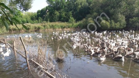 ГУСИ ЛИНДОВСКИЕ И КРУПНО СЕРЫЕ