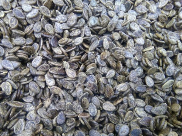 Семена арбуза