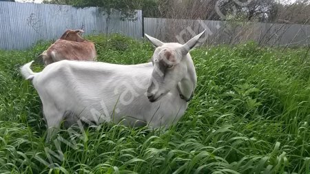 Молоко козье