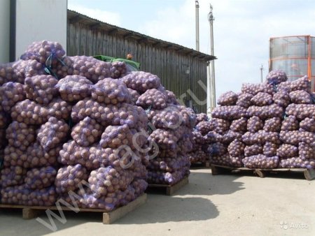 Картофель оптом