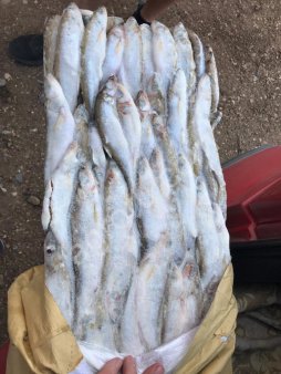 Корюшка свежемороженая