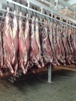 Мясо-говядина коровы  в полутушах 1 и 2  категории оптом  по ГОСТ Р 54315-2011