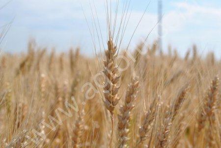 Пшеница озимая