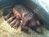 Вьетнамские вислобрюхие поросята свиньи травоядные