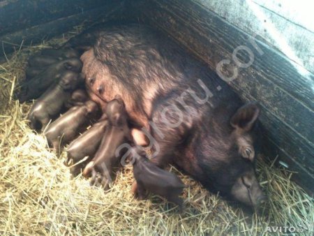 Вьетнамские вислобрюхие поросята свиньи травоядные