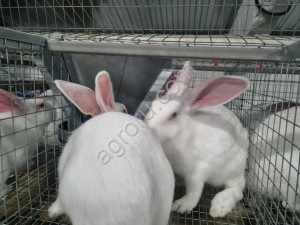 Кролики Новозеландские белые живым весом